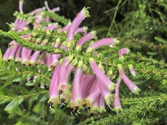 Erica densifolia, photograph author not stated, no rights reserved