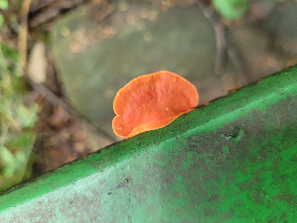Trametes sanguinea · February 2026 · photo: © crislemes (iNaturalist, cc-by)