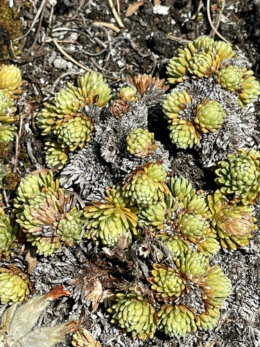 Saxifraga ferdinandi-coburgi, photograph 3