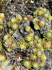 Saxifraga ferdinandi-coburgi, photograph (c) David Jackson, some rights reserved (CC BY)