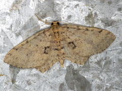 Poecilasthena scoliota