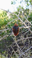 Julodis viridipes