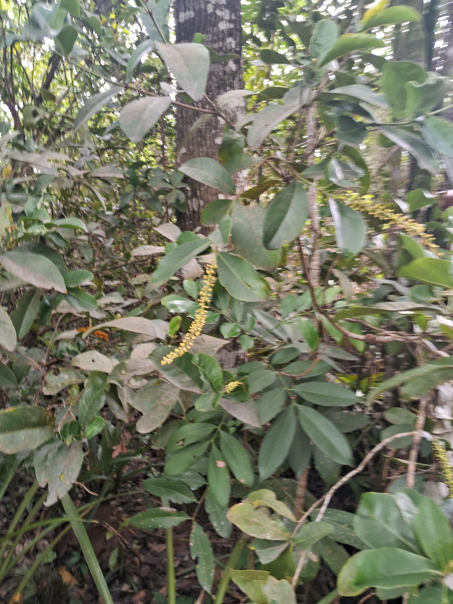 Pilocarpus spicatus