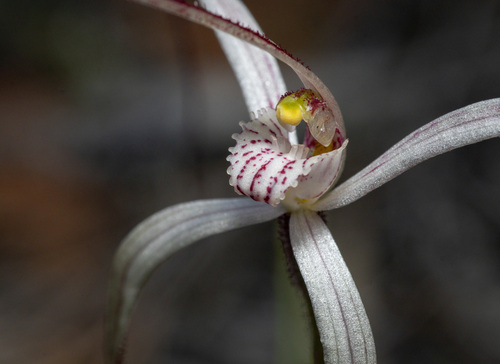 Fine Haired Caladenia (Caladenia capillata)