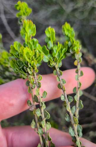 Hairy-pod Wattle (Acacia glandulicarpa)