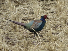 Phasianus versicolor
