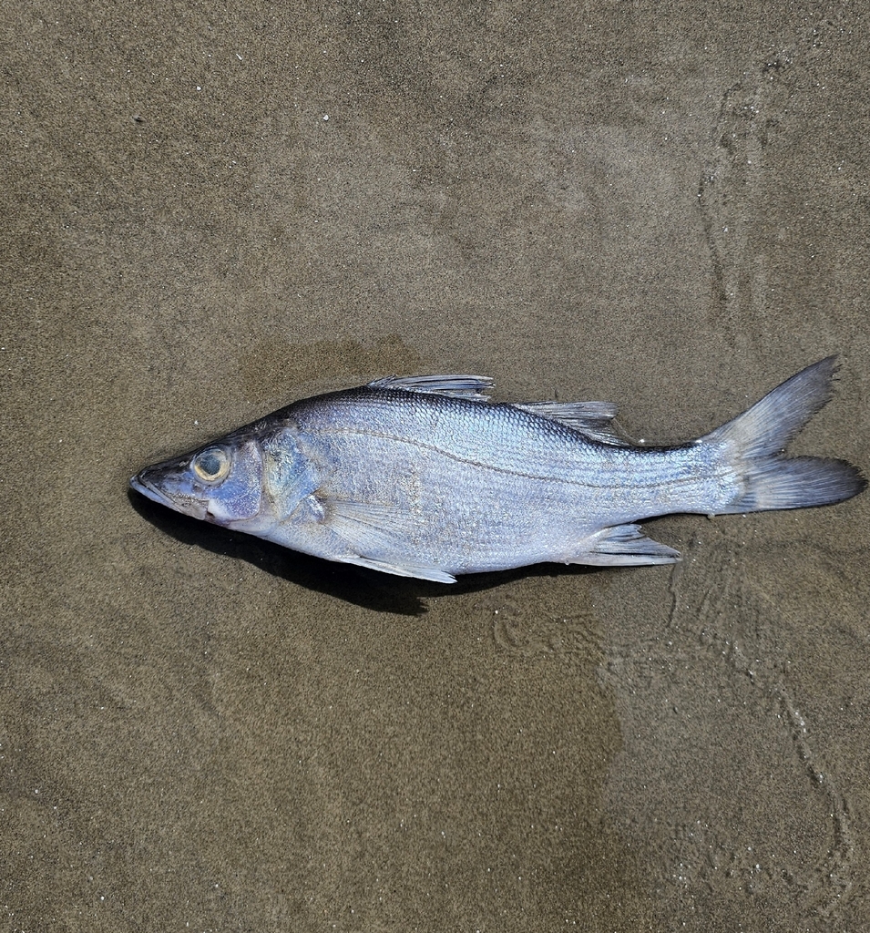Snoek (Centropomus parallelus) — Centropomidae