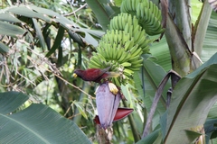 Pohnpei Lorikeet photo 4