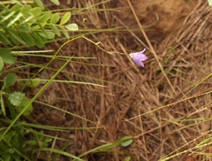 Wahlenbergia krebsii
