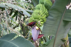 Pohnpei Lorikeet photo 5