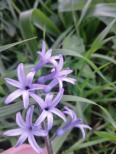 Hyacinth