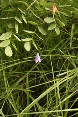 Wahlenbergia krebsii