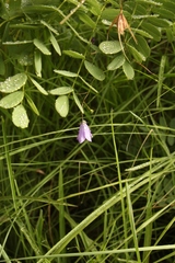 Wahlenbergia krebsii
