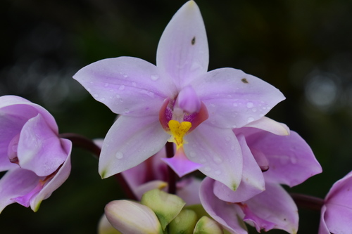 Philippine Ground Orchid