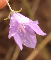 Wahlenbergia krebsii
