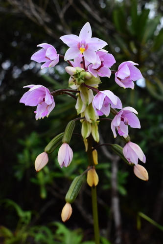 Philippine Ground Orchid