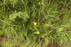 Berkheya speciosa ovata