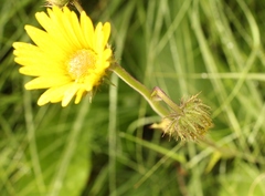 Berkheya speciosa ovata
