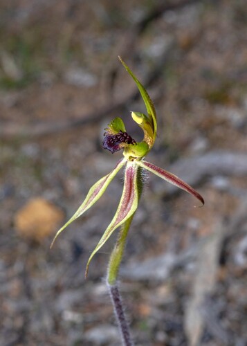 Bow-lip spider orchid (Caladenia toxochila)