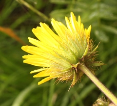Berkheya speciosa ovata
