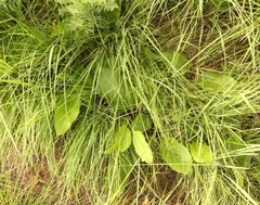 Berkheya speciosa ovata