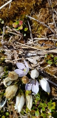 Gentianella montana