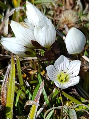 Gentianella montana