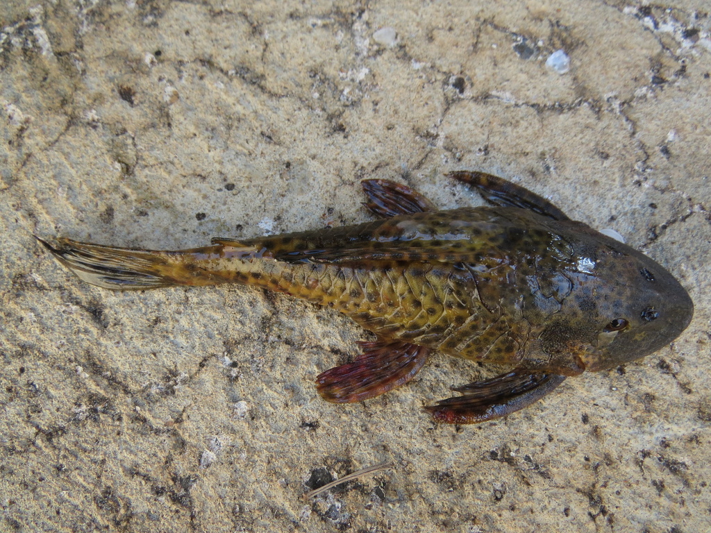 Hypostomus ancistroides