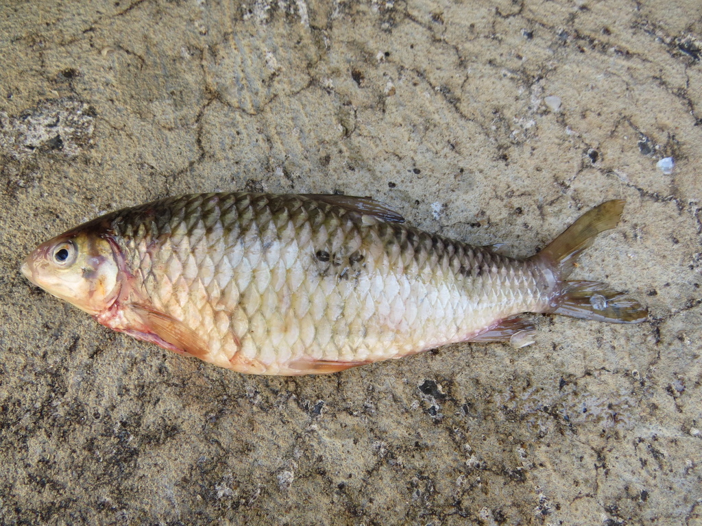 Leporinus inexpectatus