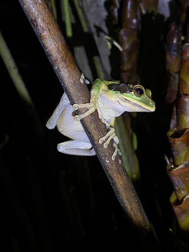 Masked Tree Frog
