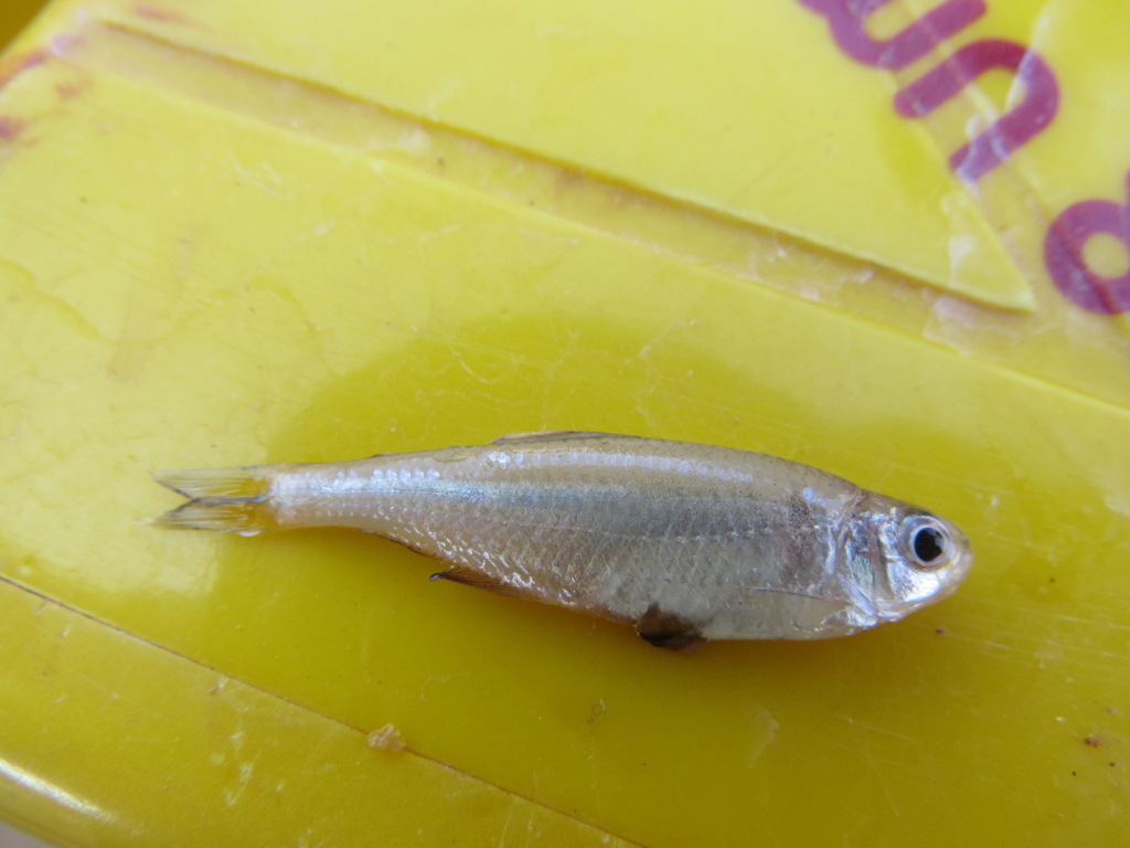 Bryconamericus stramineus