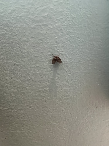 Unknown species found near Merifield Dr, Clarksville, VA, US