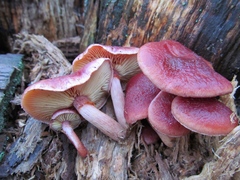 Gymnopilus thiersii