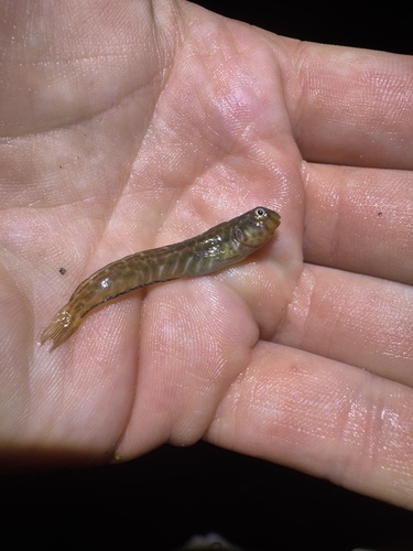 Chevron blenny (Omobranchus elongatus) — Blenniidae — 2