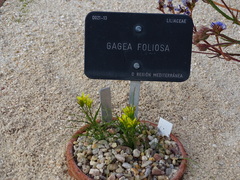 Gagea foliosa