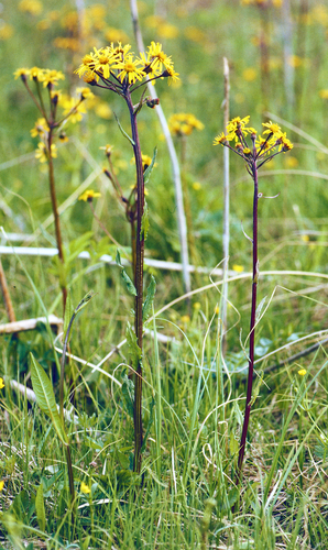 Tephroseris crispa, photograph 2