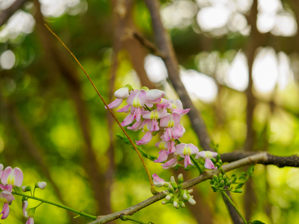 Fence Post Tree from Guam, Guam on January 17, 2026 at 04:28 PM by CJ ...