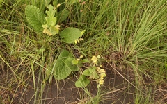 Hermannia transvaalensis