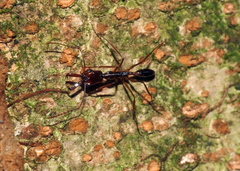 Anochetus