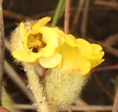 Hermannia transvaalensis