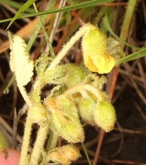 Hermannia transvaalensis