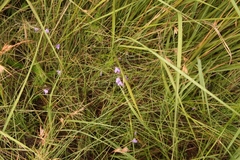 Wahlenbergia krebsii