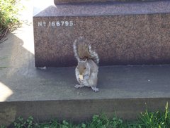 Sciurus carolinensis