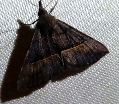 Hypena robustalis