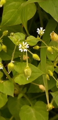 Stellaria media