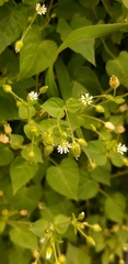 Stellaria media