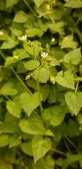 Stellaria media