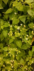 Stellaria media