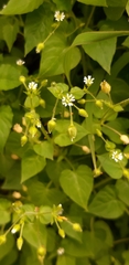 Stellaria media