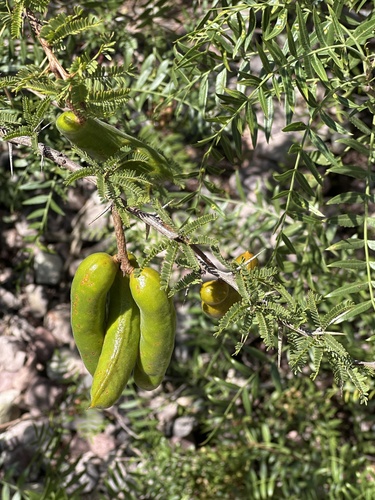 Mesquite (Strombocarpa ferox)